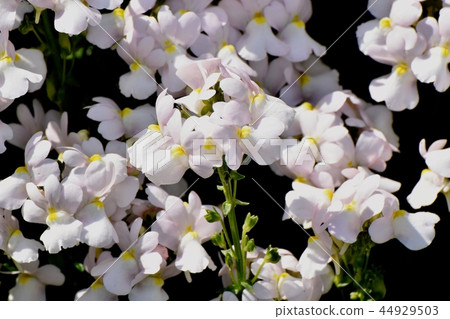 Thin pink linaria that blooms in Mikasa Nakahara Thin pink linaria that blooms in Mikasa Nakahara 44929503