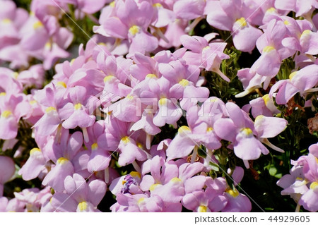 A light purple linaria that blooms in Mikasa Nakahara A light purple linaria that blooms in Mikasa Nakahara 44929605
