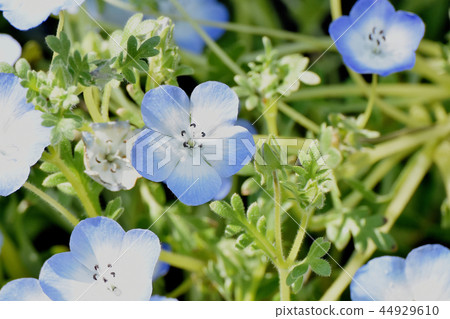 在Mikasa Nakahara綻放的淡藍色nemophila 44929610