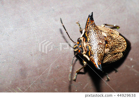 Ushikamemushi 44929638