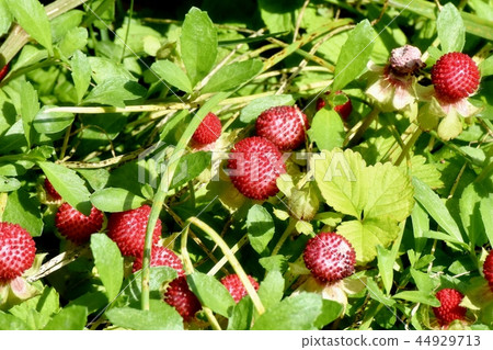 The seed of the snake strawberry which becomes Mishima Nakahara The seed of the snake strawberry which becomes Mishima Nakahara 44929713