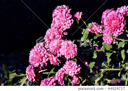 Dark pink spray glowing in Mitaka Nakahara Dark pink spray glowing in Mitaka Nakahara 44929717