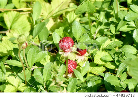 The seed of the snake strawberry which becomes Mishima Nakahara 44929718