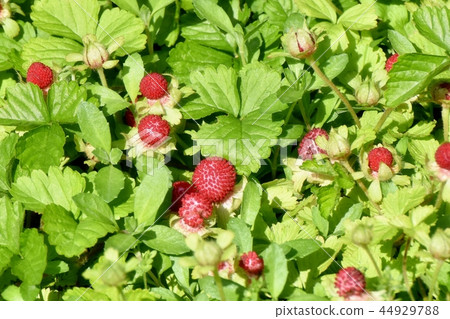 The seed of the snake strawberry which becomes Mishima Nakahara The seed of the snake strawberry which becomes Mishima Nakahara 44929788