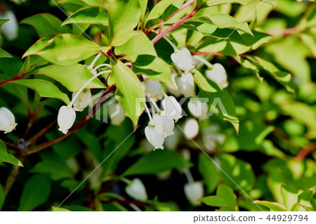 Doudenttsuji在三鷹中原開花 44929794