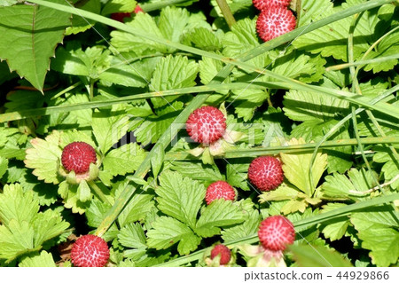 The seed of the snake strawberry which becomes Mishima Nakahara The seed of the snake strawberry which becomes Mishima Nakahara 44929866