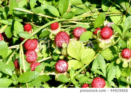 The seed of the snake strawberry which becomes Mishima Nakahara The seed of the snake strawberry which becomes Mishima Nakahara 44929868