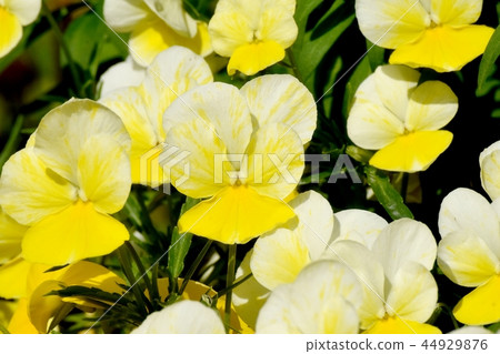 開花在三鷹中原的黃色中提琴 開花在三鷹中原的黃色中提琴 44929876