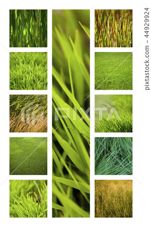 Green and grass 44929924