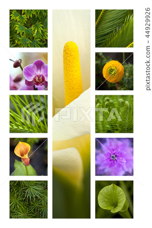 Flowers and plants Flowers and plants 44929926