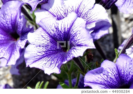 Blue purple petunia blooming in Mitaka Nakahara Blue purple petunia blooming in Mitaka Nakahara 44930284