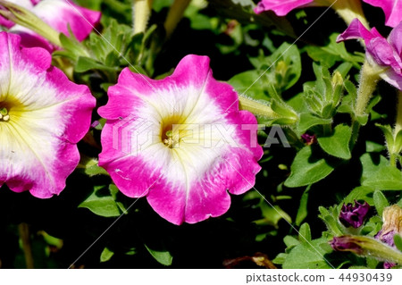 開花在三鷹中原的桃紅色喇叭花 44930439