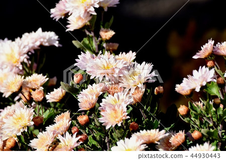 在三鷹中原開花的噴霧裝置 44930443