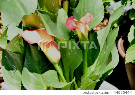 在Haginakahara開花的顏色火焰 44930444