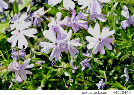 Shibazakura盛開在三鷹中原 44930445