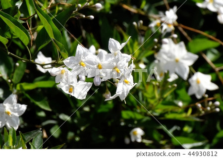 Zurhananas blooming in Mitaka Nakahara 44930812