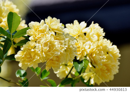 Yellow mockborne blooming in Mitaka Nakahara 44930813