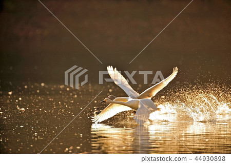 在福島縣大江的天鵝 44930898