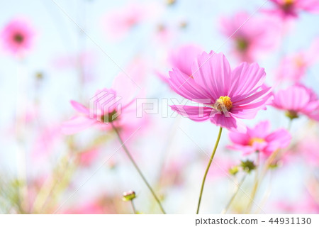 Cosmos flowers 44931130