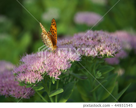 妻子黑玫瑰 妻子黑玫瑰 44931545