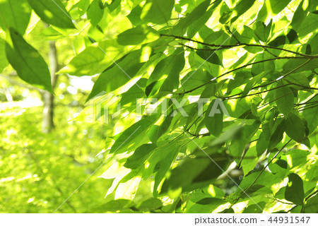 新鮮的綠色季節 44931547