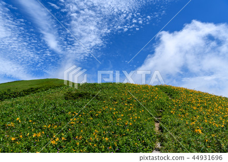開花的山路 開花的山路 44931696