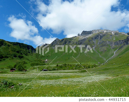 Flower Valley Blumenthal 44931715