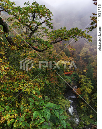 Arimine Forest Road of autumn leaves (Toyama Prefecture) 44931716