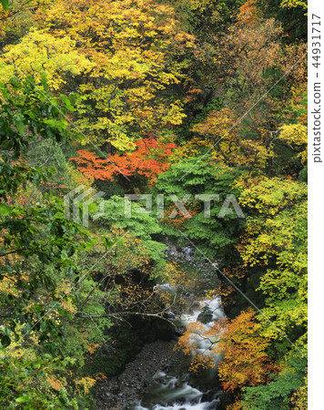 Arimine Forest Road of autumn leaves (Toyama Prefecture) Arimine Forest Road of autumn leaves (Toyama Prefecture) 44931717