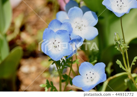 在Mikasa Nakahara綻放的淡藍色nemophila 在Mikasa Nakahara綻放的淡藍色nemophila 44931772