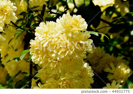 黃色嘲笑開花在三鷹中原 44931775