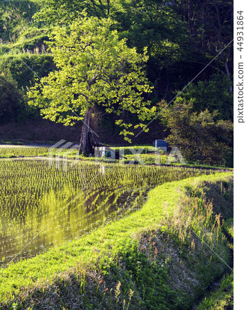 Ajichi and Tochigi (Toyama Prefecture) 44931864