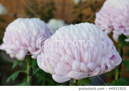 菊花大花KazuKiku 44931920