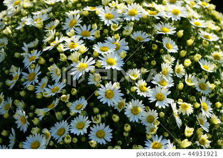 Chrysanthemum 44931921
