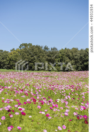Cosmos 44931934