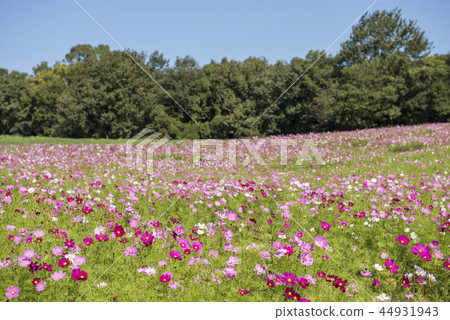  Cosmos field 44931943