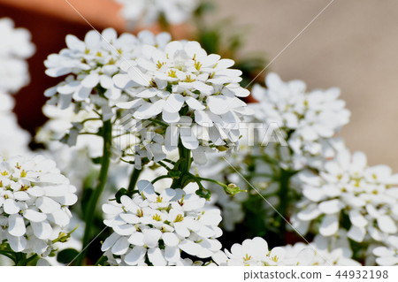 在三鷹中原(Sukon Iberis)開花的Iberis 在三鷹中原(Sukon Iberis)開花的Iberis 44932198