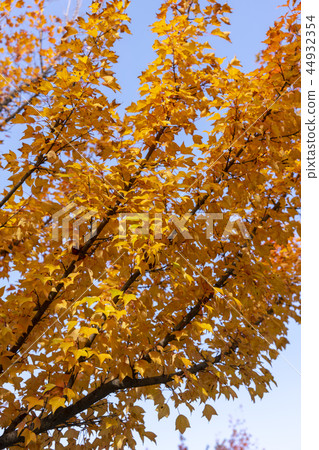 Maple leaves, Ansan city, Gyeonggi-do 44932354