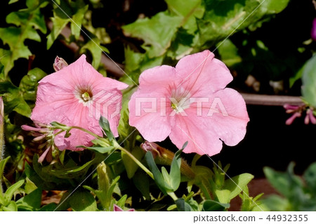 Pink Petunia blooming in Mitaka Nakahara 44932355