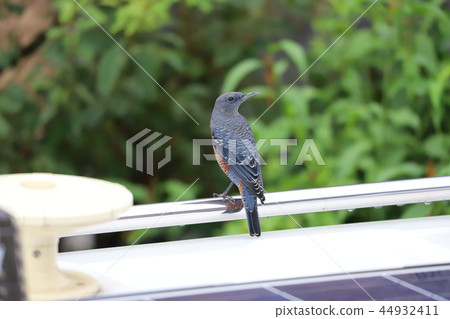 rock-eared rock-eared bulbul resting rock-eared rock-eared bulbul resting 44932411