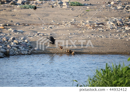 Battle of the crows and the cargamo parent-child 44932412