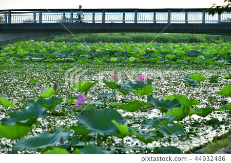 Summer of Luohu 44932486