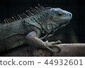Green iguana 44932601