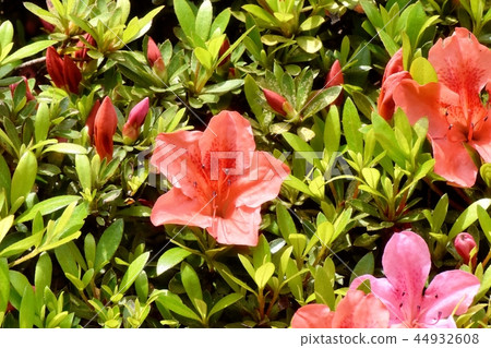 開花在中原,三鷹市的橙色Kirishima杜娟花 開花在中原,三鷹市的橙色Kirishima杜娟花 44932608