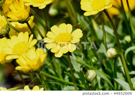 開花在三鷹中原的黃色菊花murcicole 開花在三鷹中原的黃色菊花murcicole 44932609
