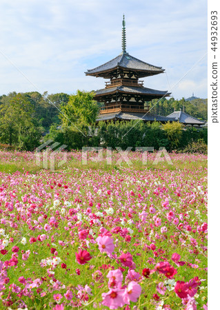 蓮花領域和宇宙領域 44932693