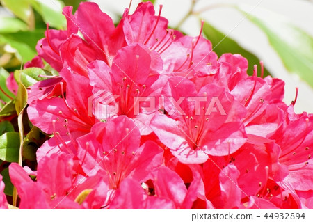 粉紅色的平戶杜鵑花盛開在中原,三鷹市 粉紅色的平戶杜鵑花盛開在中原,三鷹市 44932894