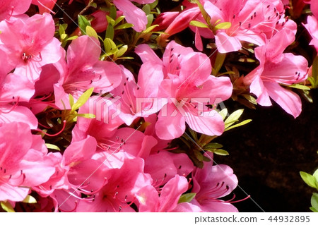 粉紅色的平戶杜鵑花盛開在中原，三鷹市 44932895