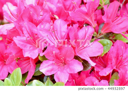 Pink Hirado azalea blooming in Nakahara, Mitaka City Pink Hirado azalea blooming in Nakahara, Mitaka City 44932897