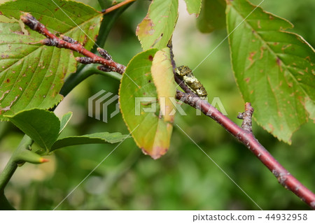 Swallowtail蝴蝶幼蟲1鳥籠模仿 Swallowtail蝴蝶幼蟲1鳥籠模仿 44932958